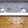 Michael Johansson; Room With a View, 2005