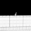 Anomalies 15 , 2009, Mårten Lange, 