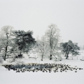 Freezing, 2007, Emma Fredriksson