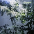 Sixteen Steps to Paradise #42, 2009