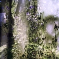 Sixteen Steps to Paradise #47, 2009