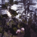 Sixteen Steps to Paradise 4, 2008