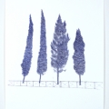 Cypresser, 2007, Patric Larsson