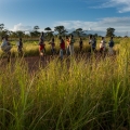 Capim elefante, Niassa, Oriental 2013, 2014, Sergio Santimano