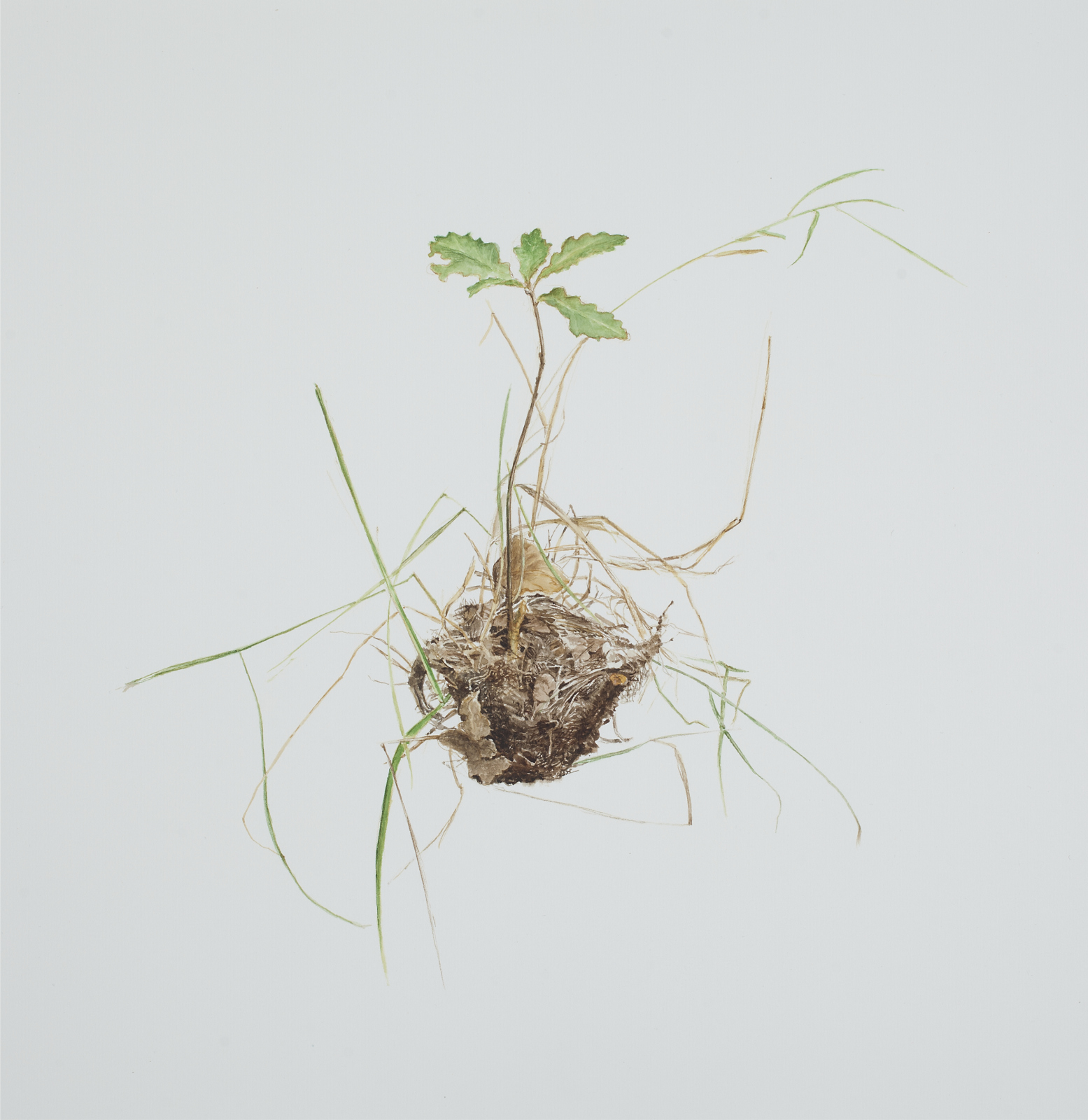 Thorbjørn Sørensen,"Oak and grass on soil ", 2013, water color on paper, 25 x 22 cm