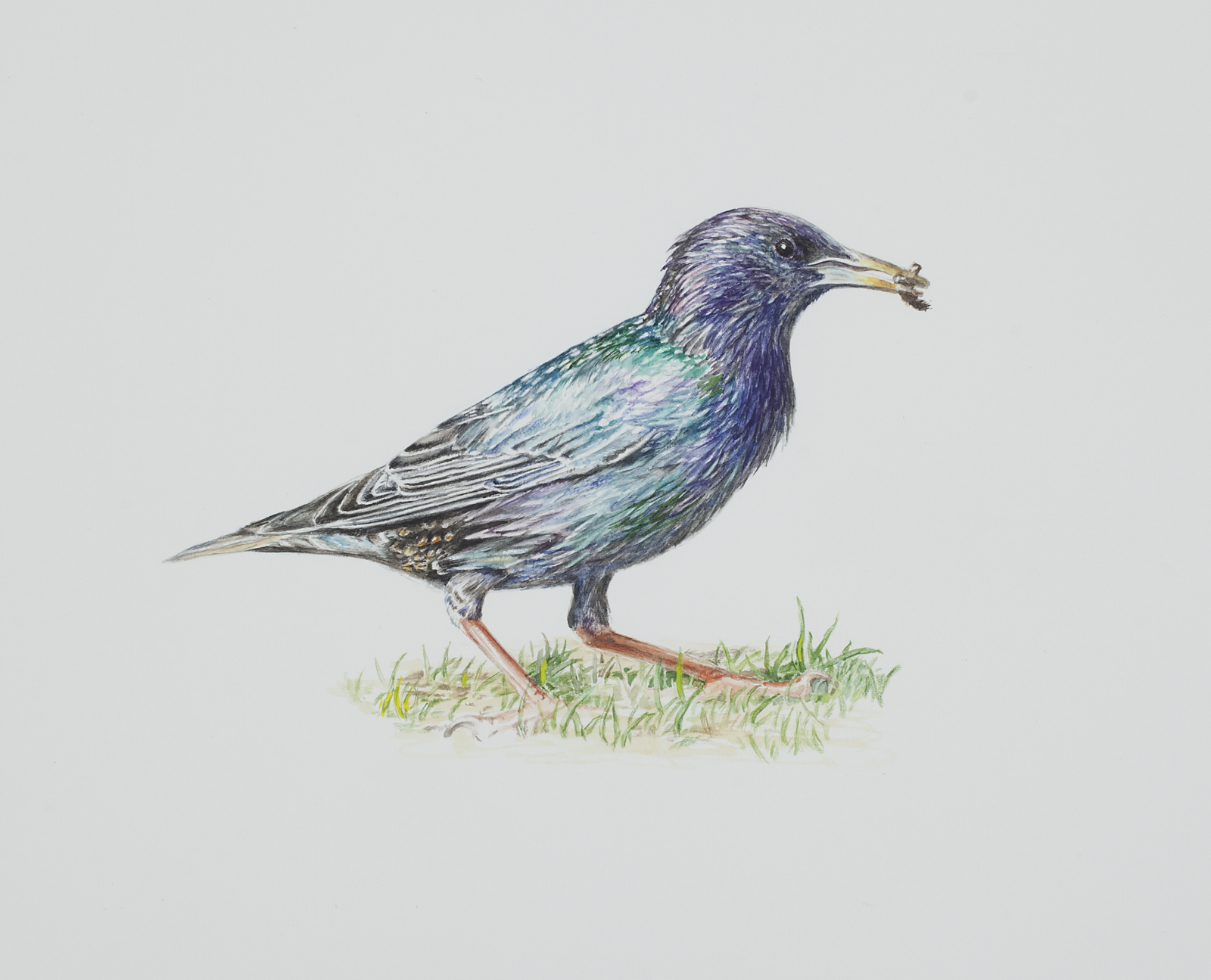 Thorbjørn Sørensen, "Starling", 2013, water colour on paper, 19,5 x 18,5