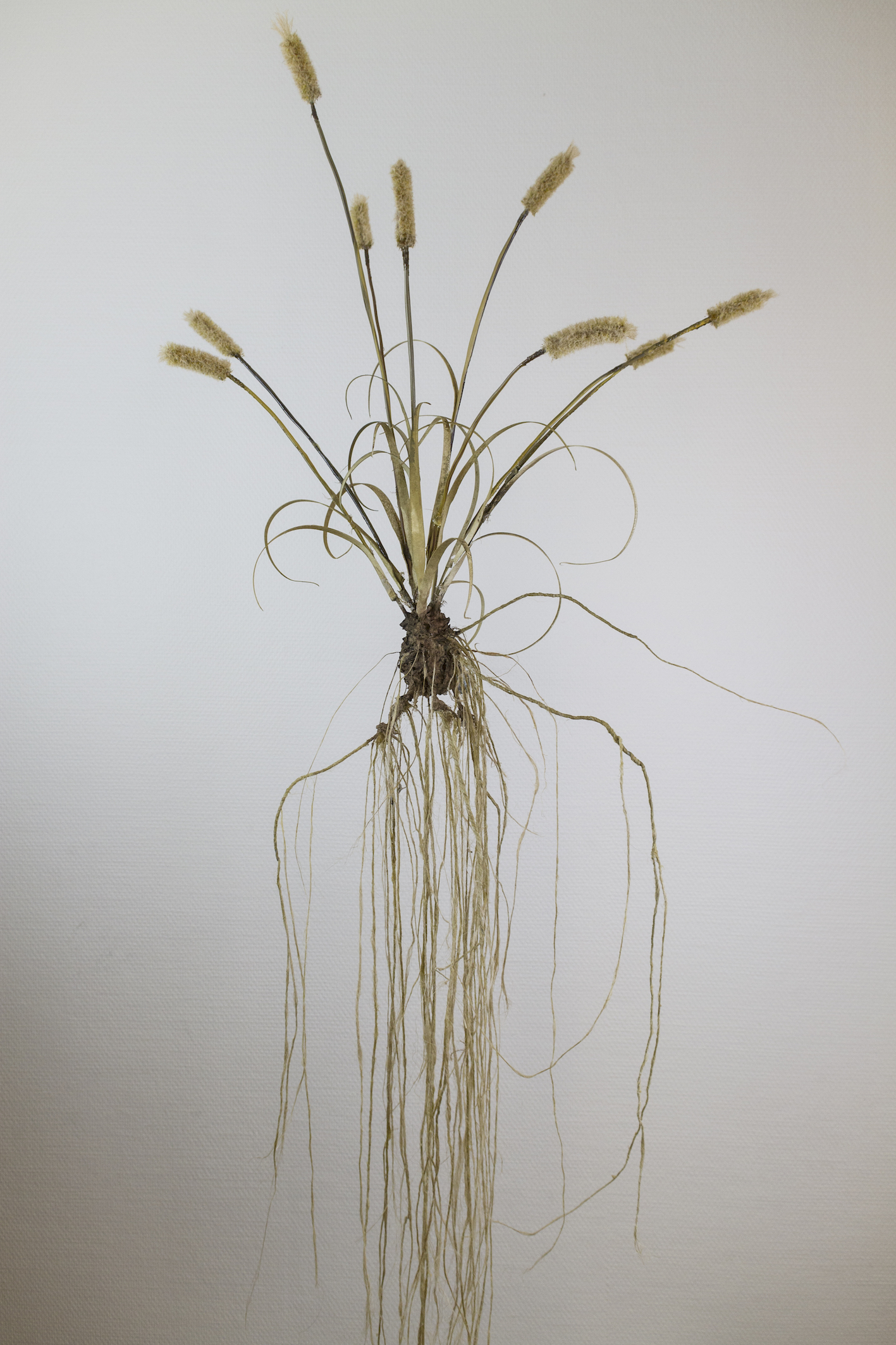 Moa Israelsson, "A Horizon XIII", 2024, paper, watercolor, epoxi, hemp, nylon, 80 x 28 x 64cm