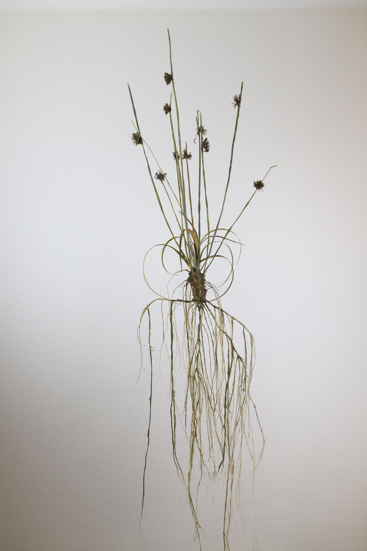 Moa Israelsson, "A Horizon XI", 2024, paper, watercolor, epoxi, hemp, nylon, 80 x 28 x 64cm